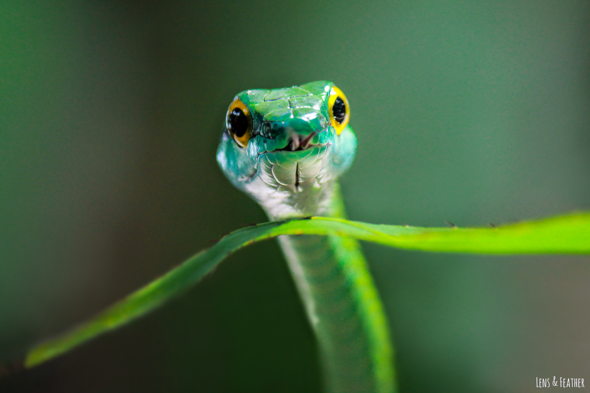 Grüne Viper im Nationalpark Manuel Antonio