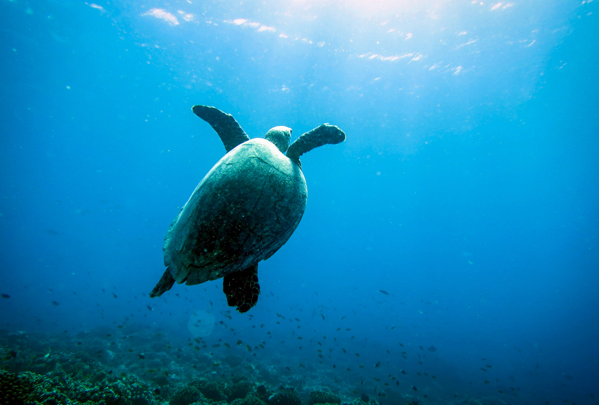 Meeresschildkröte in Costa Rica
