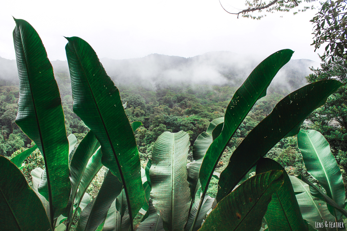 View on forest and fog at Poas Volcano